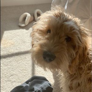 Meet your Posher, Audrey